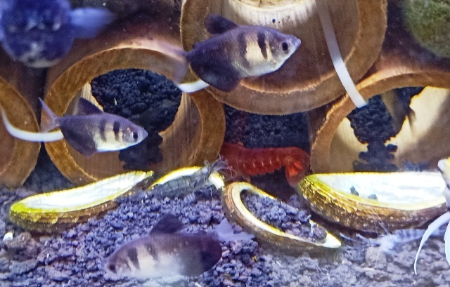 穴を掘って地下室を作るザリガニ あけっぴろげてあらいざらいのあるがまま 穴を掘って地下室を作るザリガニ あけっぴろげてあらいざらいのあるがまま