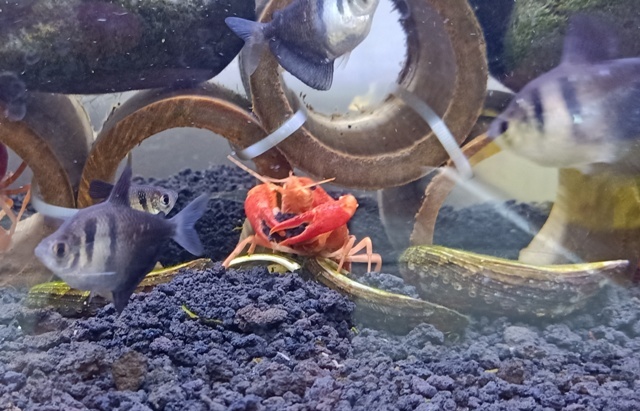 穴を掘って地下室を作るザリガニ あけっぴろげてあらいざらいのあるがまま 穴を掘って地下室を作るザリガニ あけっぴろげてあらいざらいのあるがまま