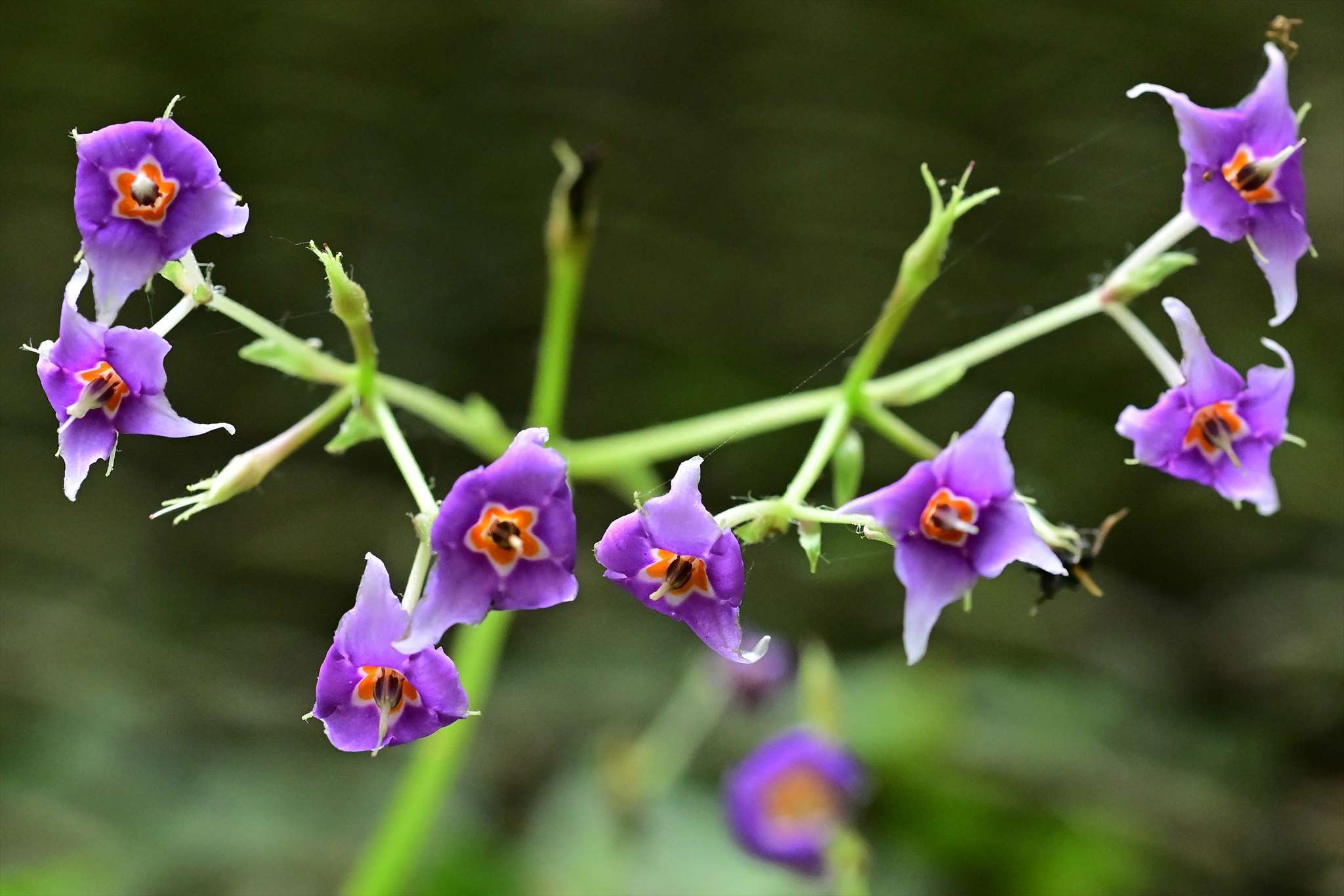 大岳山 ケーブルカー御嶽山駅から往復 野の花山の花ウォッチング In 奥多摩