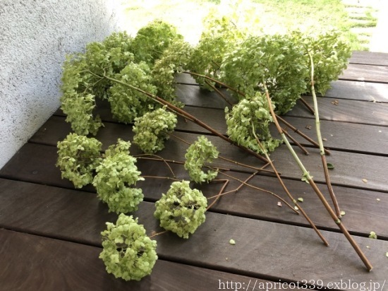 紫陽花アナベルのドライフラワー作り シンプルで心地いい暮らし 紫陽花アナベルのドライフラワー作り シンプルで心地いい暮らし