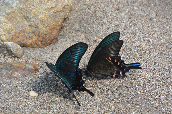 奥多摩のミヤマカラスアゲハ(2020年8月中旬)_c0049095_11552926.jpg