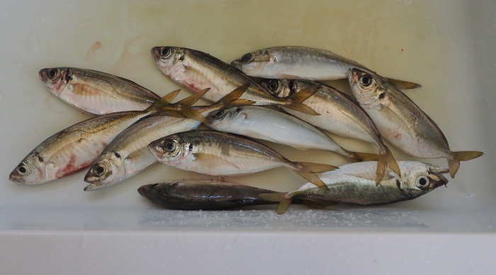 夫の釣果とその後(たたき)_c0116915_00160606.jpg