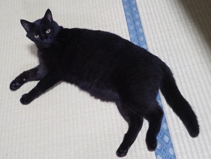 だらけてる、くうちゃん_c0116915_23323523.jpg