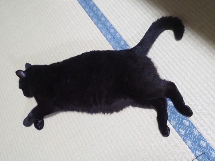 だらけてる、くうちゃん_c0116915_23324964.jpg