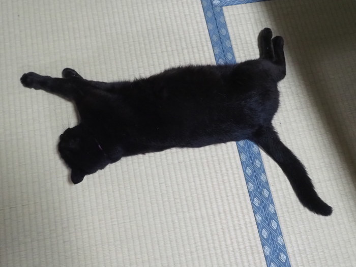 だらけてる、くうちゃん_c0116915_23333627.jpg