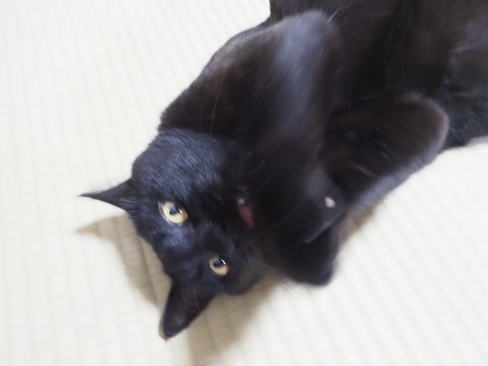 だらけてる、くうちゃん_c0116915_23335941.jpg