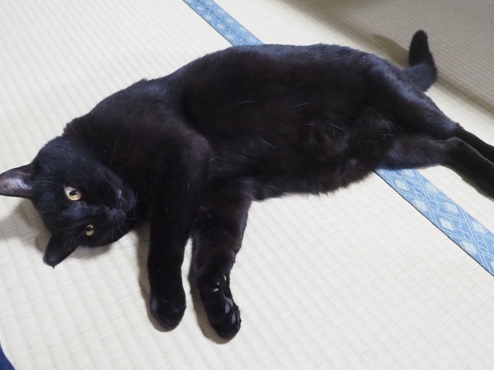 だらけてる、くうちゃん_c0116915_23340828.jpg