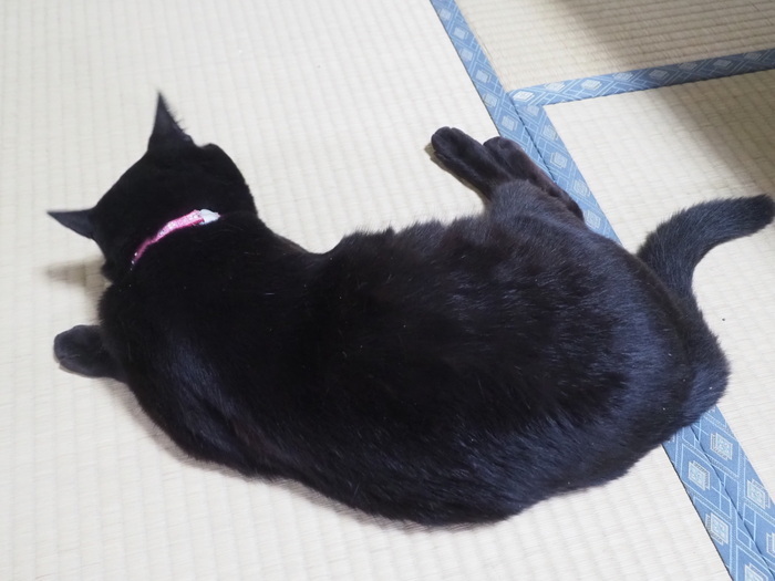 だらけてる、くうちゃん_c0116915_23341799.jpg