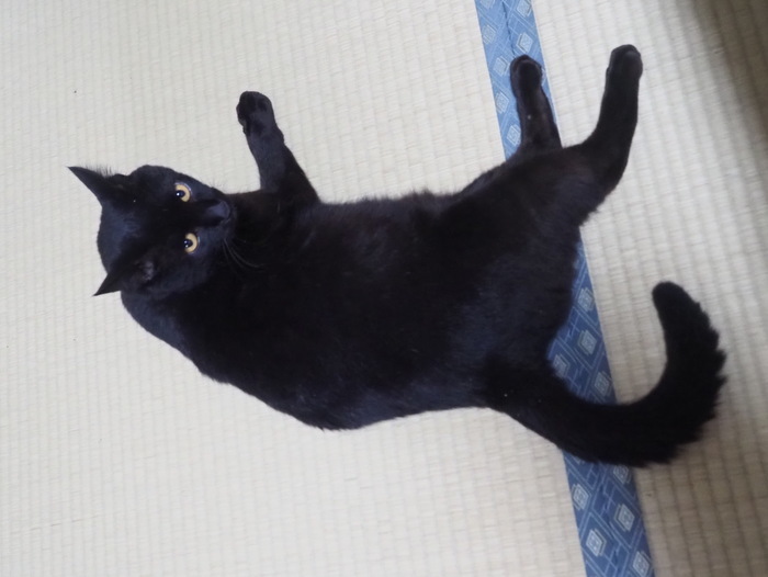 だらけてる、くうちゃん_c0116915_23342719.jpg