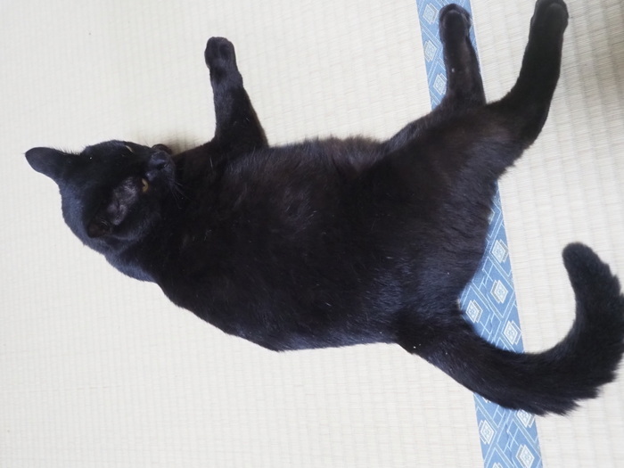 だらけてる、くうちゃん_c0116915_23343763.jpg