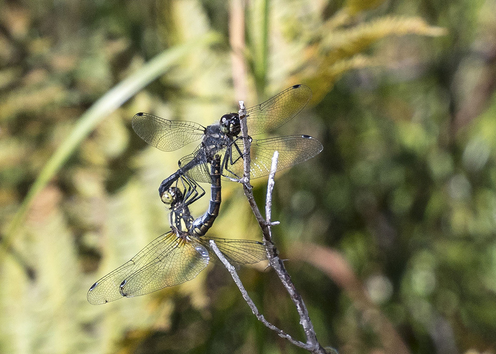 ムツアカネ 産卵（初）_f0324026_03442971.jpg