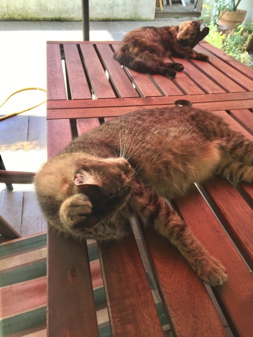 猫の天気予報 ブルゴーニュ田舎便り 猫の天気予報 ブルゴーニュ田舎便り