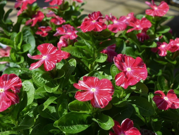 夏の日差しには赤い花が似合う ヒバリのつぶやき