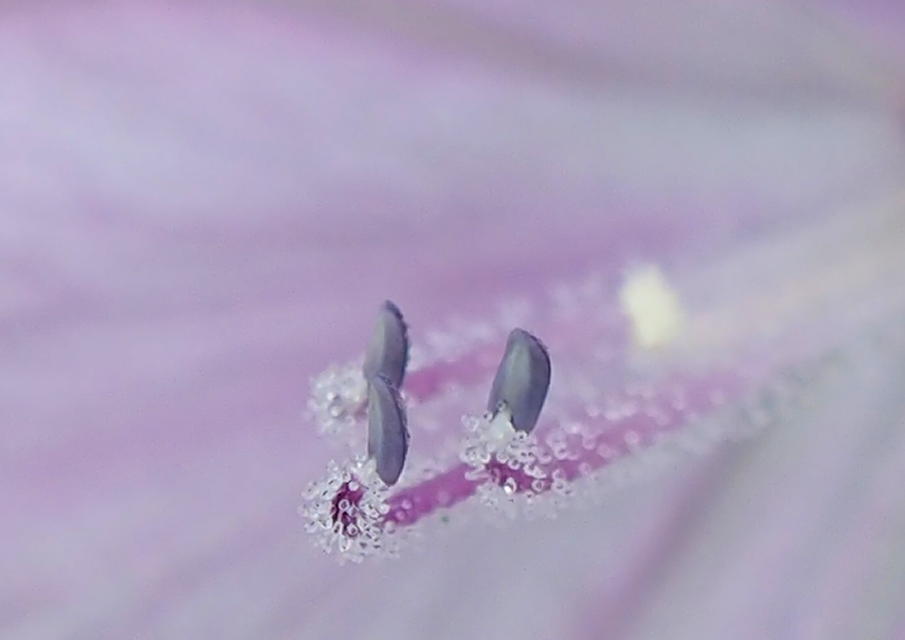 ツミ Ⅻ_d0290240_14420973.jpg