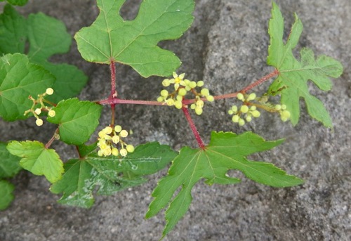 #ブドウ科 #果実 #種子『野葡萄』Ampelopsis glandulosa var. heterophylla _f0238961_9155222.jpg