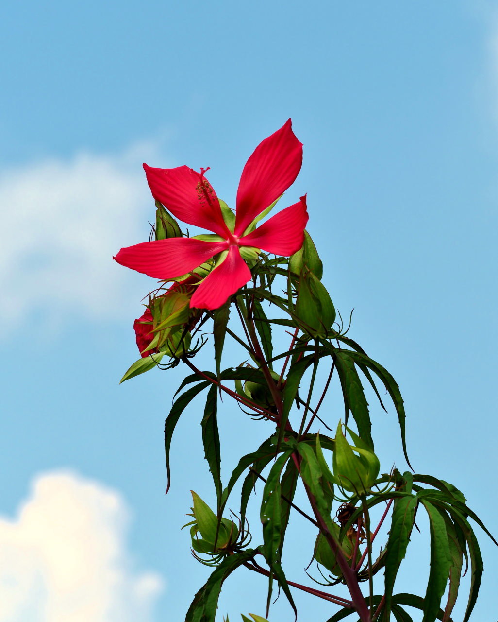 フラワーパークで 夏物秋物五目撮り_c0305565_17252329.jpg