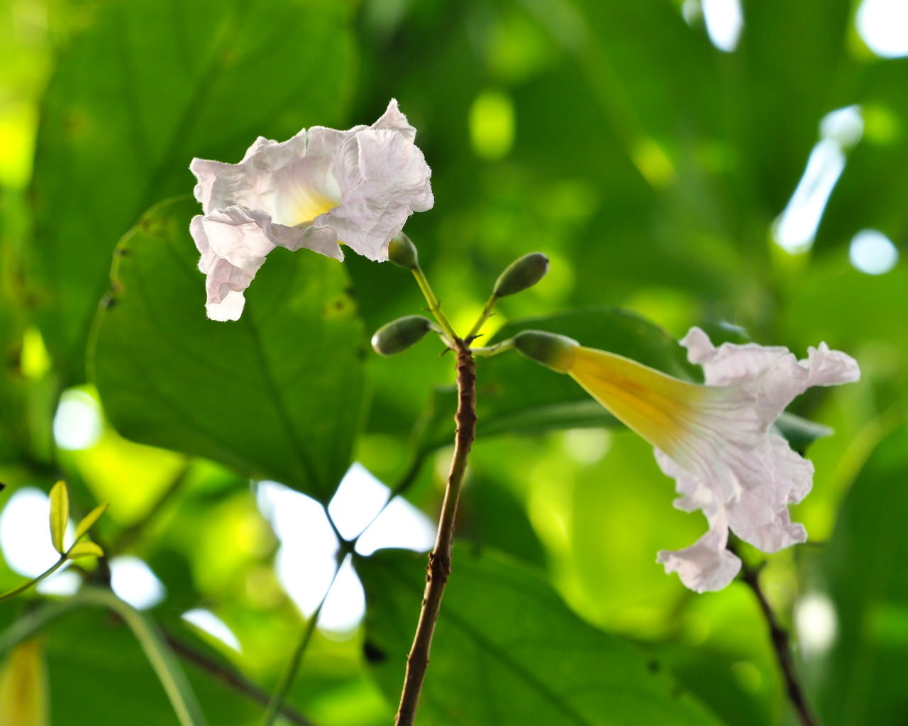 フラワーパークで 夏物秋物五目撮り_c0305565_17281404.jpg