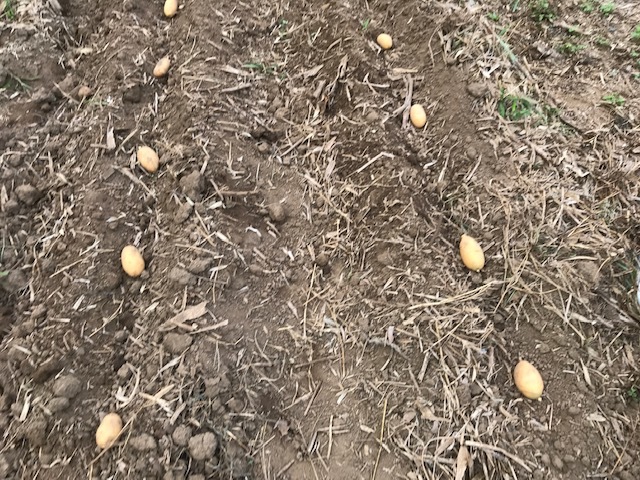 一気に秋ジャガ植え付け、大根など種蒔き8・31_c0014967_16261635.jpg