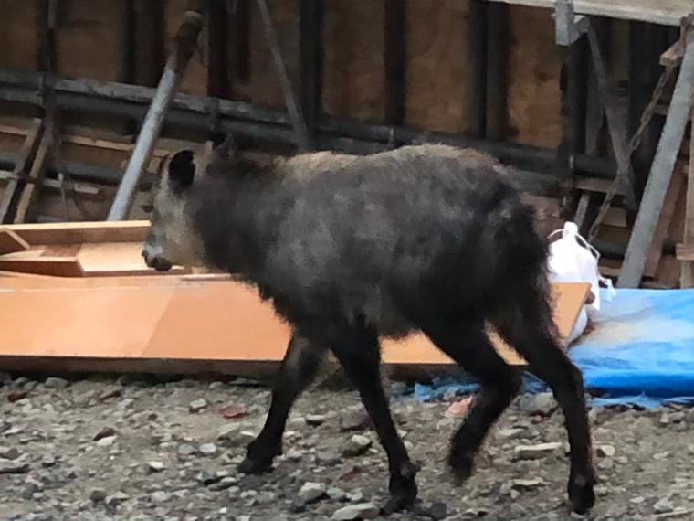動物園みたい！_b0185375_23045993.jpg