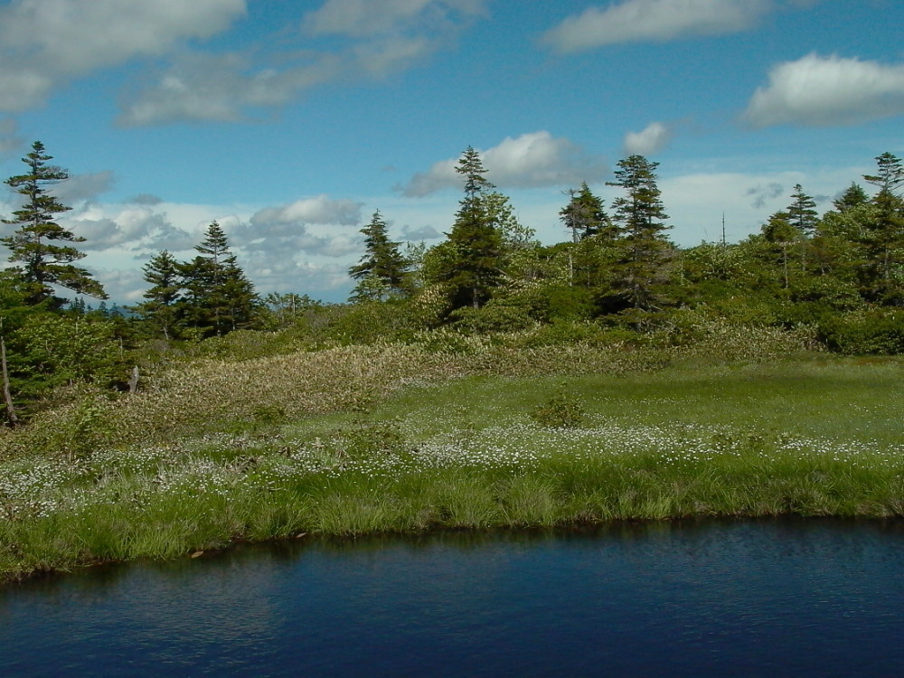  思い出の撮影行　白根山・芳ケ平湿原のワタスゲ群生_e0165983_12303074.jpg