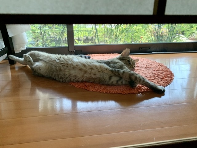 バスケットのようなトート　続く_e0358096_18450317.jpeg