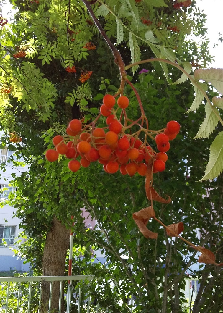 秋の訪れ_b0198109_17402194.jpg