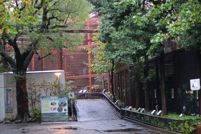 豪雨 豪雨 の上野動物園 誰もいない夜の森に佇むジャワマメジカ October 19 続々 動物園ありマス 豪雨 豪雨 の上野動物園 誰もいない夜の森に佇むジャワマメジカ October 19 続々 動物園ありマス
