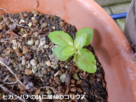 早速鉢植えにしたスノー ドラゴン 自然とともに生きる 早速鉢植えにしたスノー ドラゴン 自然とともに生きる