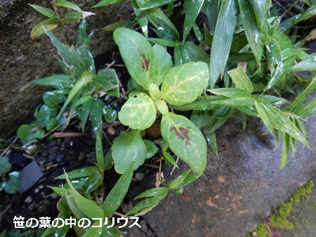 早速鉢植えにしたスノー ドラゴン 自然とともに生きる 早速鉢植えにしたスノー ドラゴン 自然とともに生きる