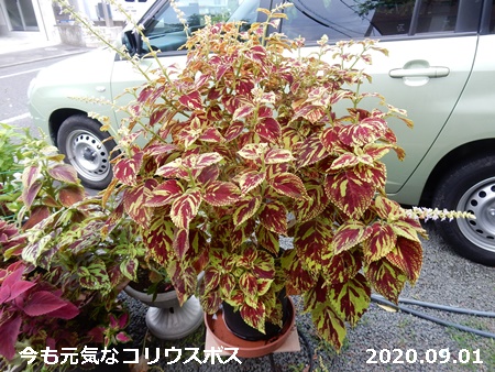 早速鉢植えにしたスノー ドラゴン 自然とともに生きる 早速鉢植えにしたスノー ドラゴン 自然とともに生きる