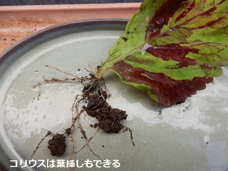 早速鉢植えにしたスノー ドラゴン 自然とともに生きる 早速鉢植えにしたスノー ドラゴン 自然とともに生きる