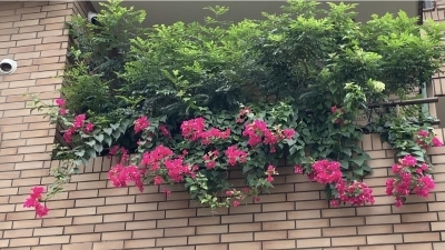 火曜日Hulaクラス_e0365633_18075911.jpg
