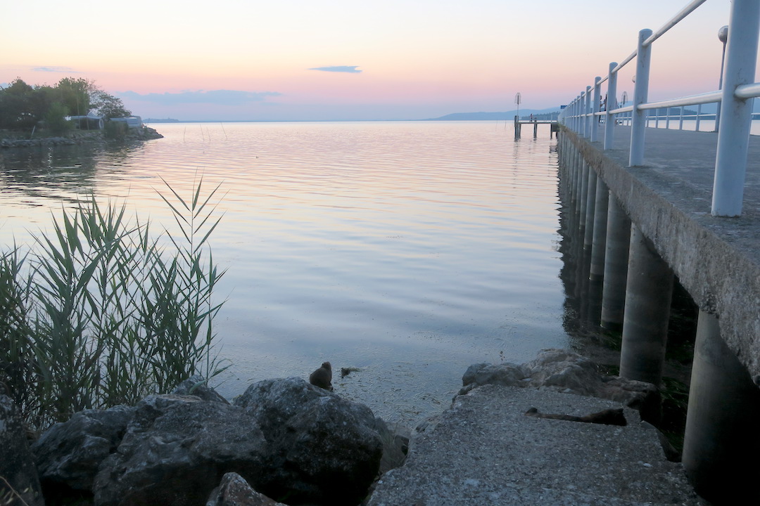 猛暑に猫のびる夏の夕暮れ、トラジメーノ湖_f0234936_447227.jpg