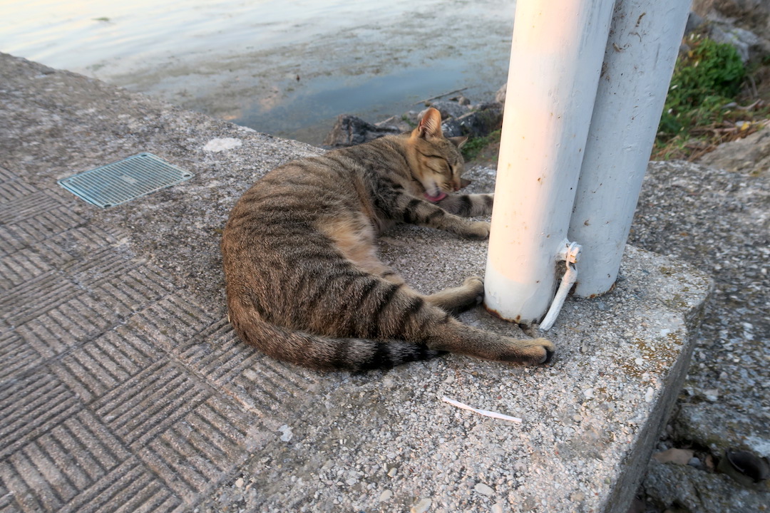 猛暑に猫のびる夏の夕暮れ、トラジメーノ湖_f0234936_458622.jpg