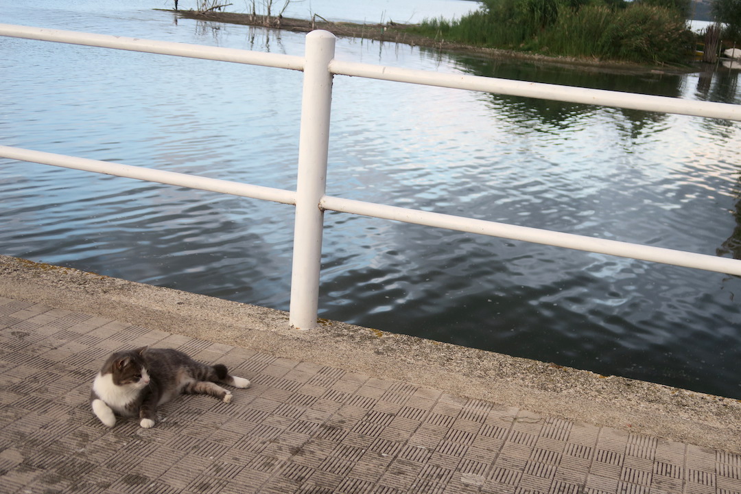 猛暑に猫のびる夏の夕暮れ、トラジメーノ湖_f0234936_5182237.jpg