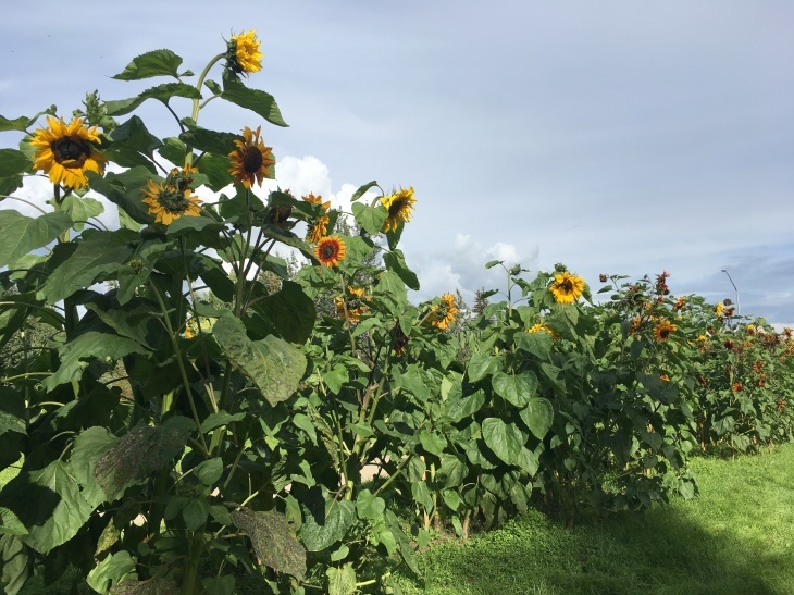向日葵 ひまわり Sunflower_b0135948_06201243.jpg