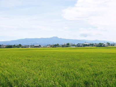 砂田米 花の時期を終え、頭を垂れ始めました!今年(令和2年度)も順調に成長中!_a0254656_16583213.jpg