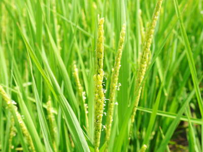 砂田米 花の時期を終え、頭を垂れ始めました!今年(令和2年度)も順調に成長中!_a0254656_17462963.jpg