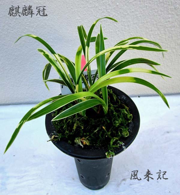 春蘭 韓国春蘭 日本春蘭 宝生の花