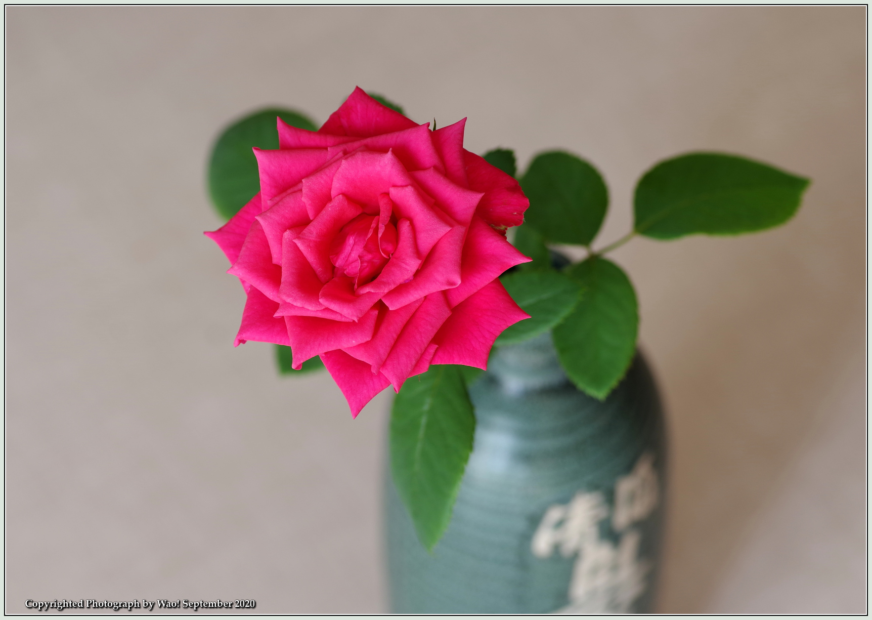 庭の花 33 赤い薔薇一輪 野鳥の素顔 野鳥と日々の出来事 庭の花 33 赤い薔薇一輪 野鳥の素顔 野鳥と日々の出来事