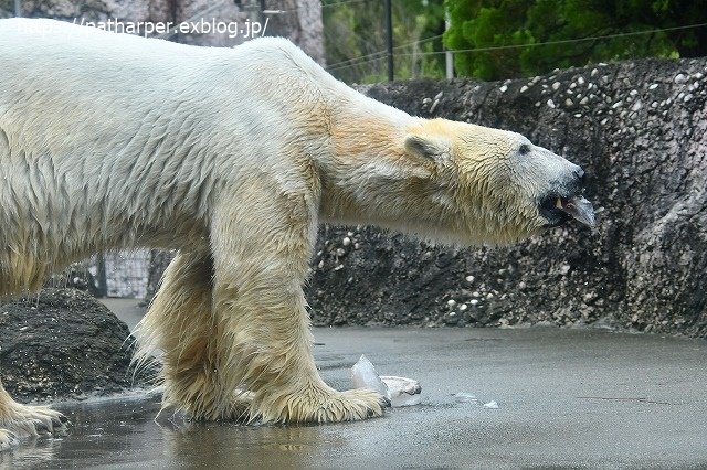 ２０２０年７月　とくしま動物園　その４ 魚入り氷を貰ったイワン_a0052986_7504242.jpg