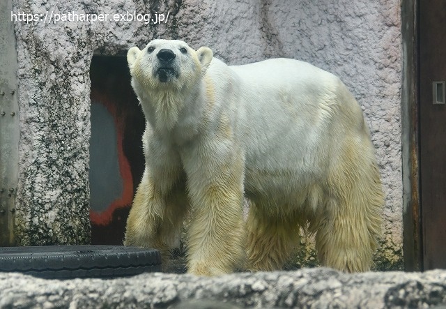 ２０２０年７月　とくしま動物園　その４ 魚入り氷を貰ったイワン_a0052986_7521062.jpg