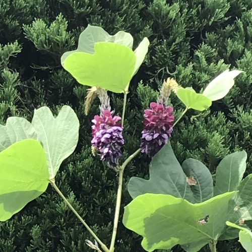 丘に登れば_b0129807_21411479.jpeg