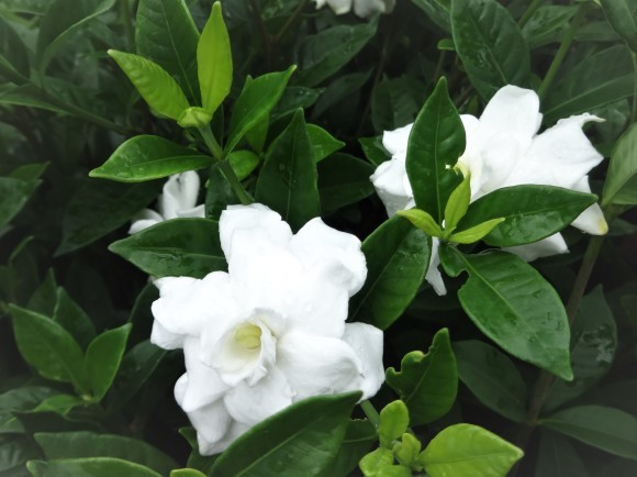 くちなしの花 だんご虫の花 くちなしの花 だんご虫の花