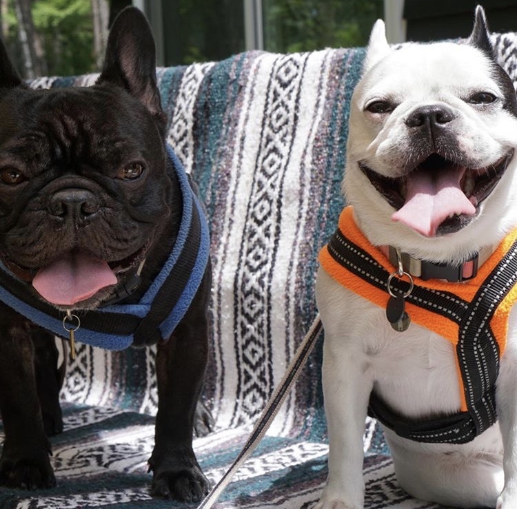 フレンチブルドッグ オーガニックカフェ Clu De Sac を横浜市青葉区美しが丘にオープン The Royal Family French Bulldog Breeder