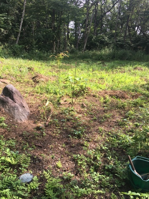 きょうも野良仕事 〜大石転がし〜_d0348118_13504432.jpeg