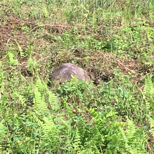 きょうも野良仕事 〜大石転がし〜_d0348118_13515482.jpeg