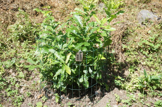 きょうも野良仕事 〜大石転がし〜_d0348118_13570321.jpeg