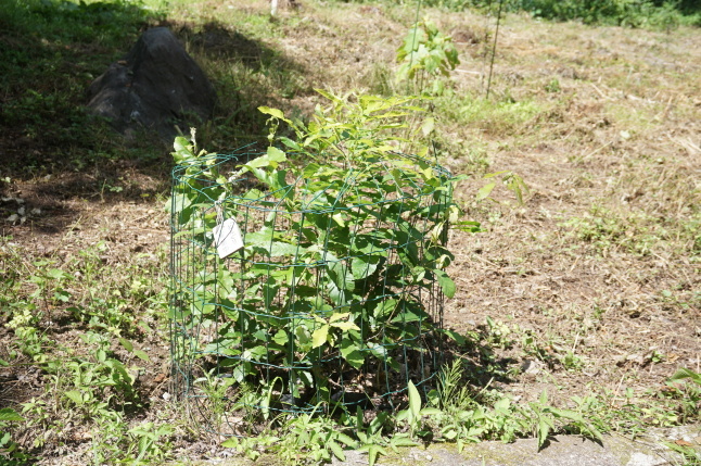 きょうも野良仕事 〜大石転がし〜_d0348118_13572078.jpeg