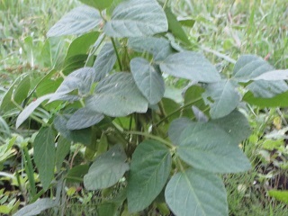 一気に気温が下がったせいか、野菜の収穫が止まる_b0405523_19023646.jpg